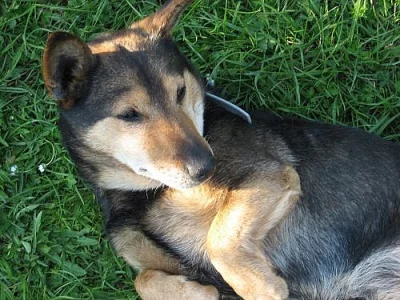 Sháním fenečku pro psíka ke krití