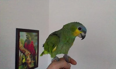 Amazoňan Venezuelský