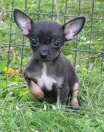 čivava dlouhosrstá , krátkosrstá