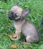 čivava dlouhosrstá , krátkosrstá