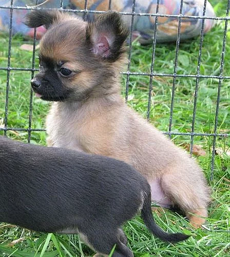 čivava dlouhosrstá , krátkosrstá