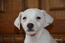 krásná štěnátka jack russell terier