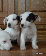 krásná štěnátka jack russell terier