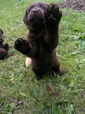 Čokoládová a černá štěňátka labradora s PP