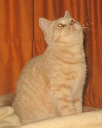 Britská vymazlená koťátka ihned k odběru!