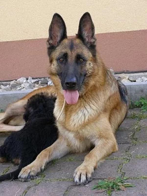 Prodám NO s PP- krásné fenky