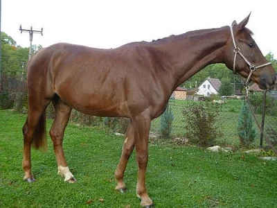 NABÍZÍM K PRODEJI LÍBIVÉHO VALACHA ČT