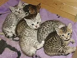 savany Koťata, Bengal koťata, perské koťata na pro
