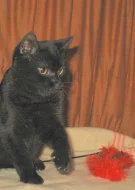 Britská vymazlená koťátka- ihned k odběru!