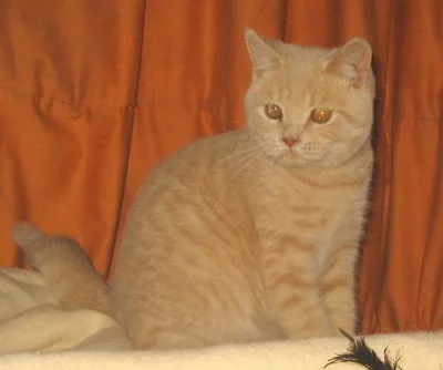 Britská vymazlená koťátka- ihned k odběru!