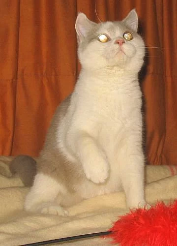 Britská vymazlená koťátka- ihned k odběru!