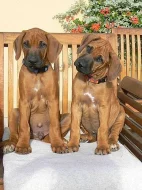 Rhodesian ridgeback s pp