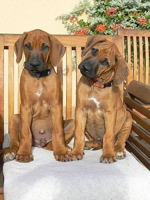 Rhodesian ridgeback s pp