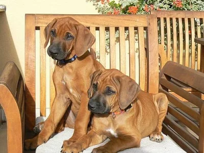 Rhodesian ridgeback s pp