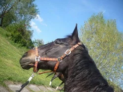 Krásná hnědá kobylka