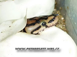 PYTHON REGIUS SPIDER A NORMAL - ODCHOV 8/12