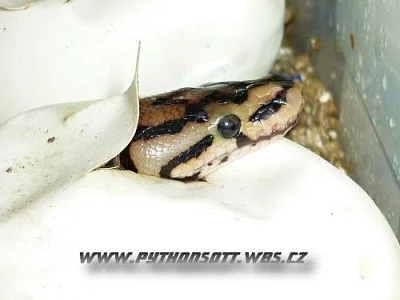 PYTHON REGIUS SPIDER A NORMAL - ODCHOV 8/12