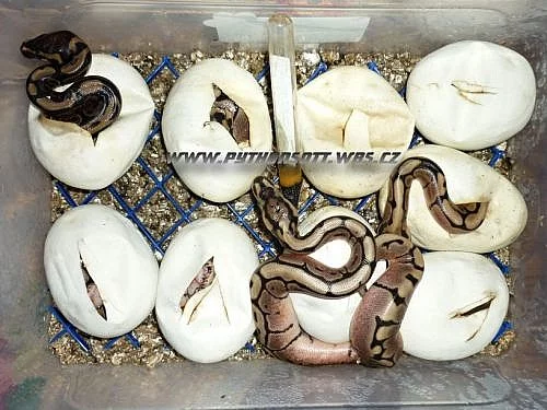 PYTHON REGIUS SPIDER A NORMAL - ODCHOV 8/12