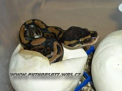 PYTHON REGIUS SPIDER A NORMAL - ODCHOV 8/12