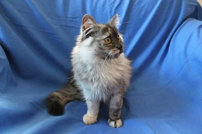 Krásná sibiřská kočička