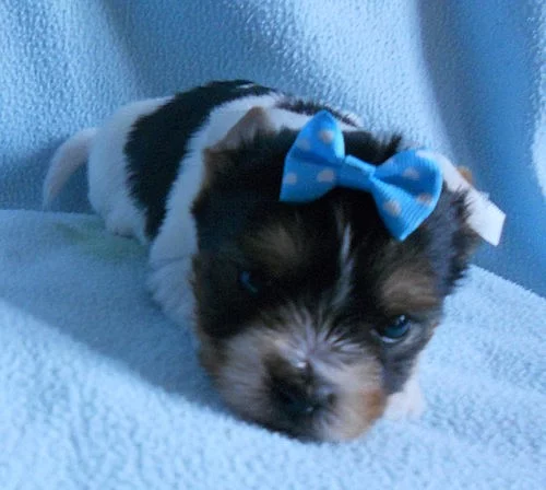 Biewer yorkshire terrie