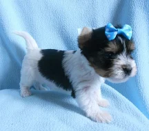 Biewer yorkshire terrie