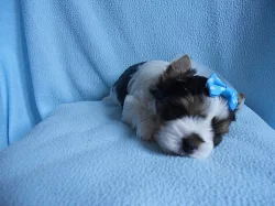 Biewer yorkshire terrie