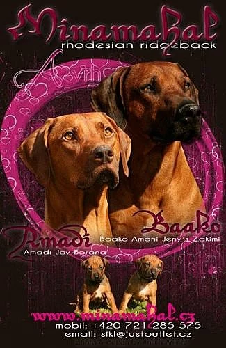 RHODÉSKÝ RIDGEBACK S PP - POSLEDNÍ ŠANCE