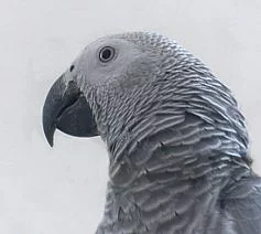 Žako kongo + video
