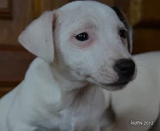 krásná štěnátka jack russell terier
