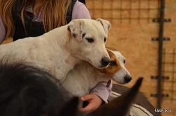 krásná štěnátka jack russell terier