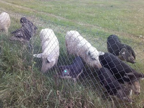 Zdravé prase se pase - Mangalice