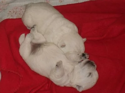 west highland hwite terrier