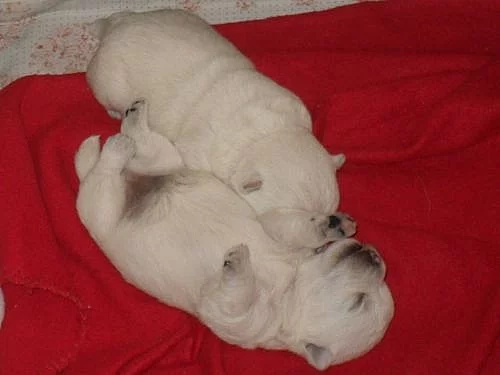 west highland hwite terrier