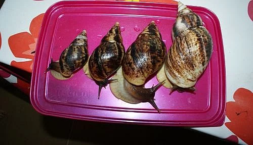 Achatina Reticulata - oblovka síťkovaná