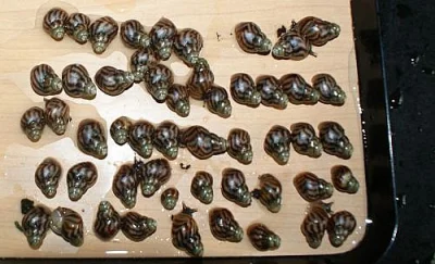  Achatina Reticulata - oblovka síťkovaná