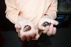 Achatina Reticulata - oblovka síťkovaná