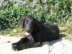 Prodám štěně: pejska Flat Coated Retrievera