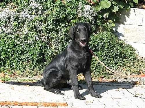 Prodám štěně: pejska Flat Coated Retrievera