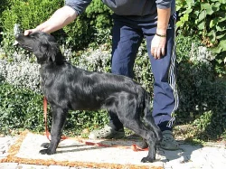 Prodám štěně: pejska Flat Coated Retrievera