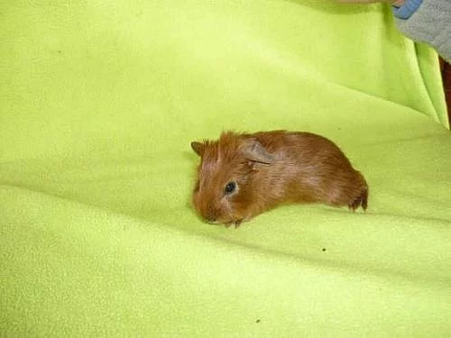 Morče