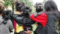 fenka s PP  Cane Corso