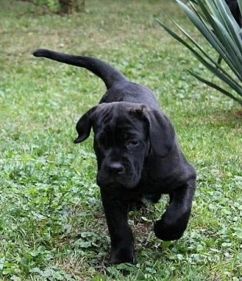 fenka s PP  Cane Corso