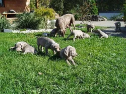 Výmarský ohař - šťěňata
