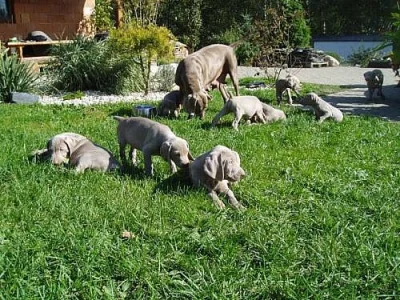 Výmarský ohař - šťěňata