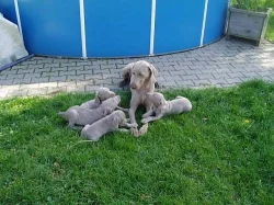 Výmarský ohař - šťěňata