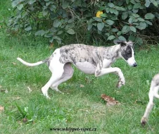 vipet - whippet