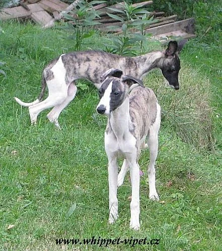 vipet - whippet