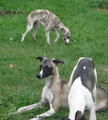 vipet - whippet