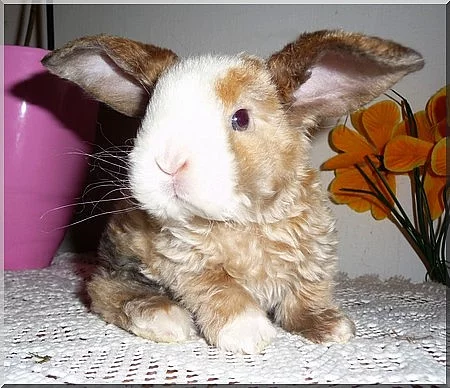 Králíčci-Zakrlý beránek Rex,Sat/Rex,Satén, Teddy